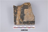 藏品(植物化石)的圖片